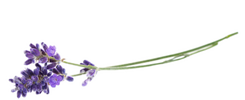 Lavender Fresh Farm